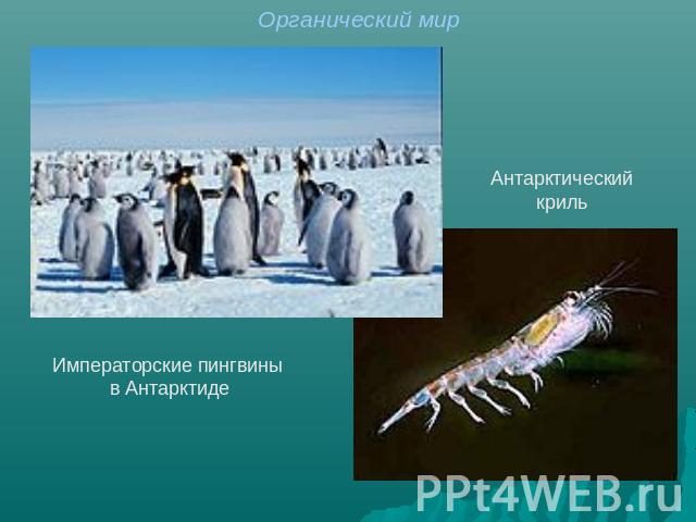 Органический мир Антарктический криль Императорские пингвины в Антарктиде