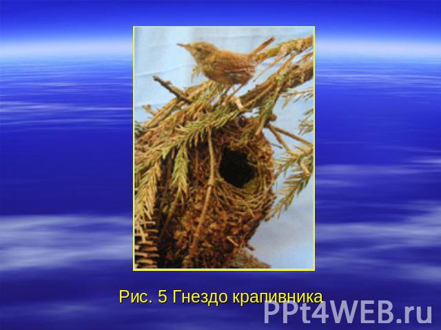 Рис. 5 Гнездо крапивника