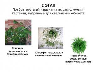 2 ЭТАППодбор растений и варианта их расположенияРастения, выбранные для озеленен