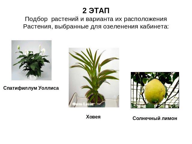 2 ЭТАППодбор растений и варианта их расположенияРастения, выбранные для озеленения кабинета: Спатифиллум Уоллиса Ховея Солнечный лимон