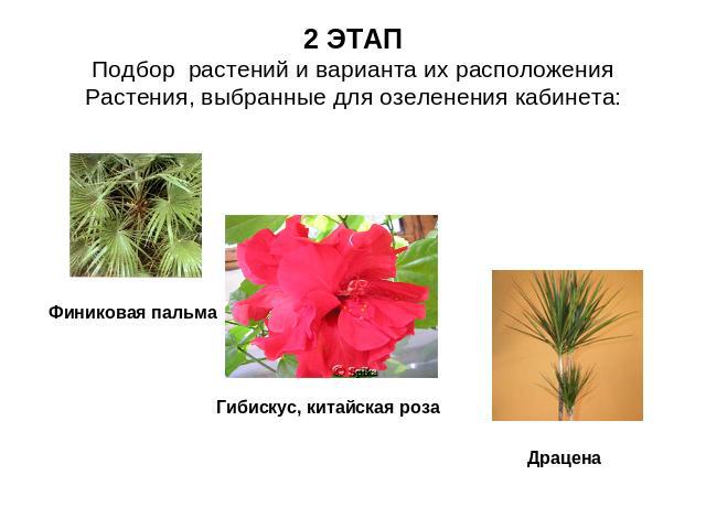 2 ЭТАППодбор растений и варианта их расположенияРастения, выбранные для озеленения кабинета: Финиковая пальма Гибискус, китайская роза Драцена