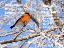 Зимующие птицы города Киселёвска