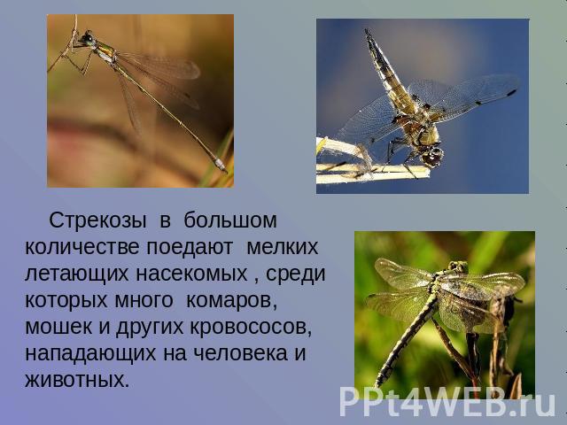 Стрекозы в большом количестве поедают мелких летающих насекомых , среди которых много комаров, мошек и других кровососов, нападающих на человека и животных.