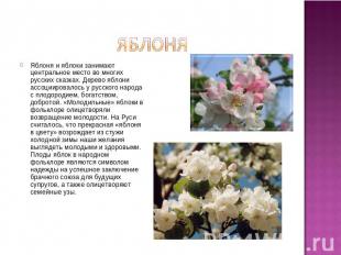 Яблоня Яблоня и яблоки занимают центральное место во многих русских сказках. Дер