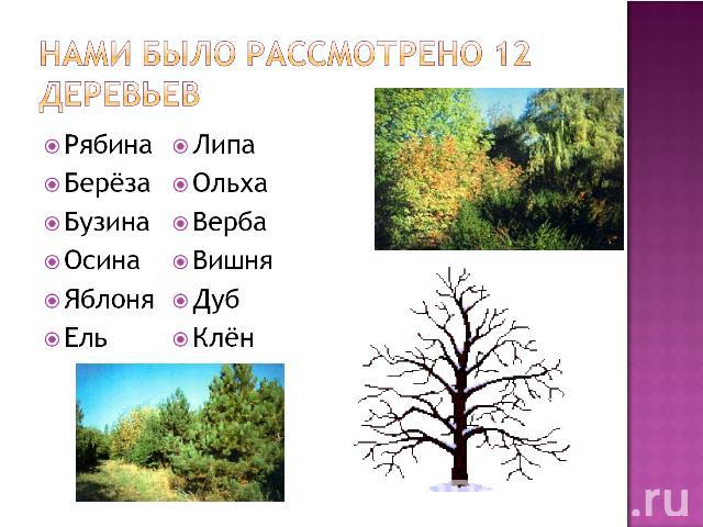 Нами было рассмотрено 12 деревьев РябинаБерёзаБузинаОсинаЯблоняЕльЛипаОльхаВерба ВишняДубКлён