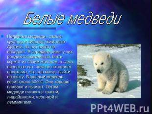 Белые медведи Полярные медведи - самые крупные и сильные животные Арктики, на ни