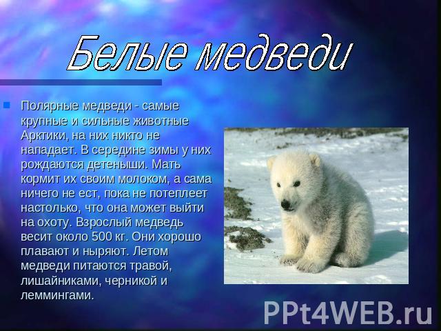 Белые медведи Полярные медведи - самые крупные и сильные животные Арктики, на них никто не нападает. В середине зимы у них рождаются детеныши. Мать кормит их своим молоком, а сама ничего не ест, пока не потеплеет настолько, что она может выйти на ох…