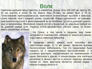 Волк Наиболее крупный представитель в семействе. Длина тела 105-160 см, хвоста 3