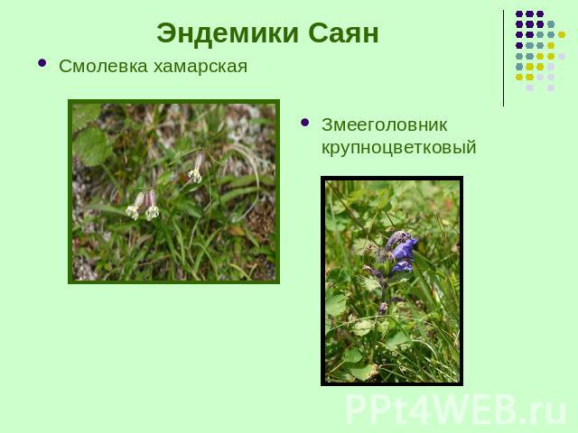 Эндемики Саян Смолевка хамарская Змееголовник крупноцветковый
