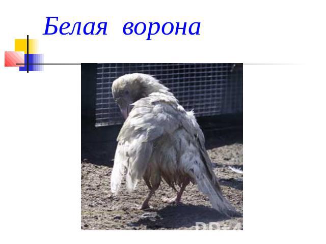 Белая ворона