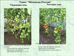 Томат “Яблонька России”