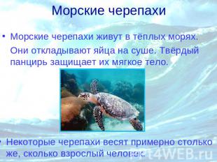 Морские черепахи Морские черепахи живут в тёплых морях. Они откладывают яйца на