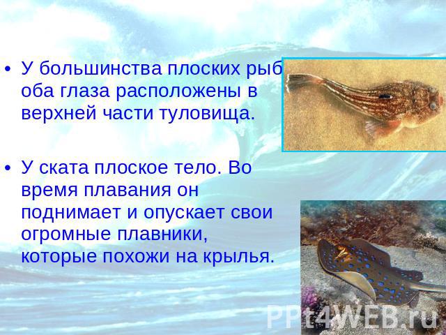 У большинства плоских рыб оба глаза расположены в верхней части туловища.У ската плоское тело. Во время плавания он поднимает и опускает свои огромные плавники, которые похожи на крылья.