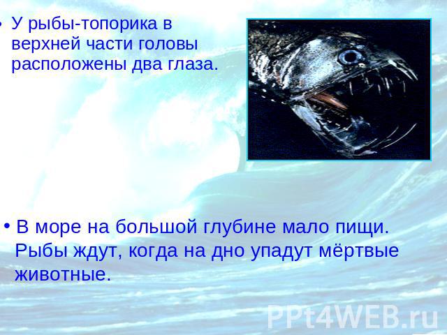 У рыбы-топорика в верхней части головы расположены два глаза. В море на большой глубине мало пищи. Рыбы ждут, когда на дно упадут мёртвые животные.