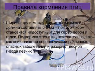 Правила кормления птиц IVШирина щели между бортиком и крышей должна составлять 6