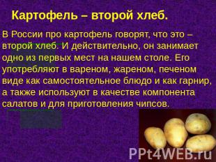 Картофель – второй хлеб. В России про картофель говорят, что это – второй хлеб.