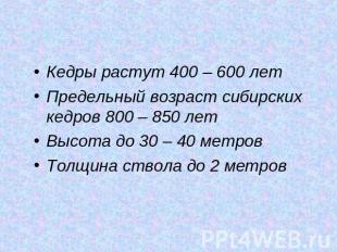 Кедры растут 400 – 600 летПредельный возраст сибирских кедров 800 – 850 летВысот