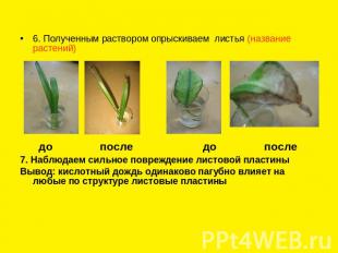 6. Полученным раствором опрыскиваем листья (название растений) до после до после