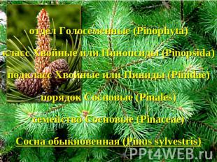 отдел Голосеменные (Pinophyta)класс Хвойные или Пинопсиды (Pinopsida)подкласс Хв