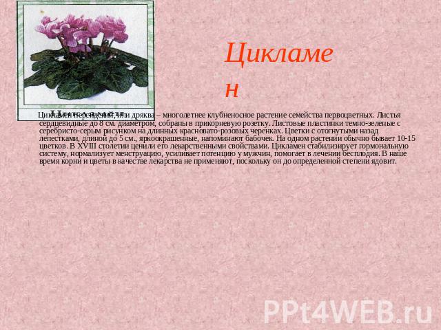 Цикламен Цикламен персидский, или дряква – многолетнее клубненосное растение семейства первоцветных. Листья сердцевидные до 8 см. диаметром, собраны в прикорневую розетку. Листовые пластинки темно-зеленые с серебристо-серым рисунком на длинных красн…