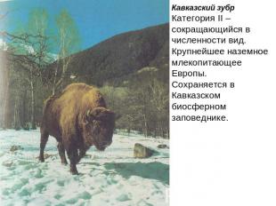 Кавказский зубрКатегория II – сокращающийся в численности вид.Крупнейшее наземно