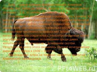 Зубр – самое крупное млекопитающее животное России. Вес зубра до 1200 кг, высота