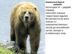 Кавказский бурый медведь Категория III – редкий подвид. Населяет южные территори