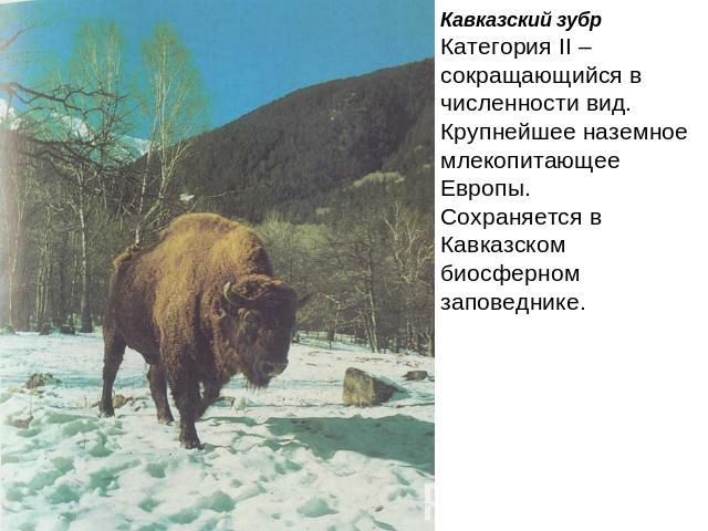 Кавказский зубрКатегория II – сокращающийся в численности вид.Крупнейшее наземное млекопитающее Европы.Сохраняется в Кавказском биосферномзаповеднике.
