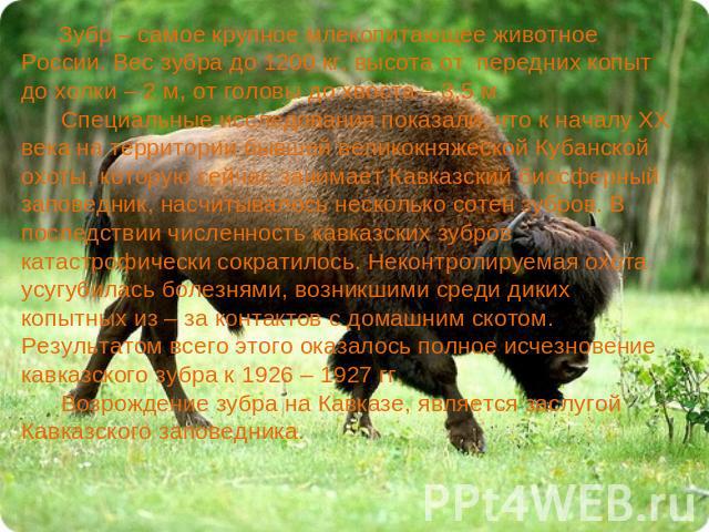 Зубр – самое крупное млекопитающее животное России. Вес зубра до 1200 кг, высота от передних копыт до холки – 2 м, от головы до хвоста – 3,5 м. Специальные исследования показали, что к началу XX века на территории бывшей великокняжеской Кубанской ох…