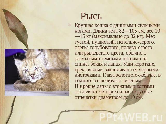 Рысь Крупная кошка с длинными сильными ногами. Длина тела 82—105 см, вес 10—15 кг (максимально до 32 кг). Мех густой, пушистый, пепельно-серого, слегка голубоватого, палево-серого или рыжеватого цвета, обычно с размытыми темными пятнами на спине, бо…