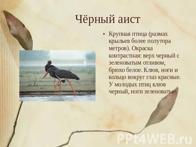 Чёрный аист Крупная птица (размах крыльев более полутора метров). Окраска контрастная: верх черный с зеленоватым отливом, брюхо белое. Клюв, ноги и кольцо вокруг глаз красные. У молодых птиц клюв черный, ноги зеленоватые.