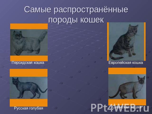 Самые распространённые породы кошек Персидская кошка Русская голубая Европейская кошка Сиамская кошка