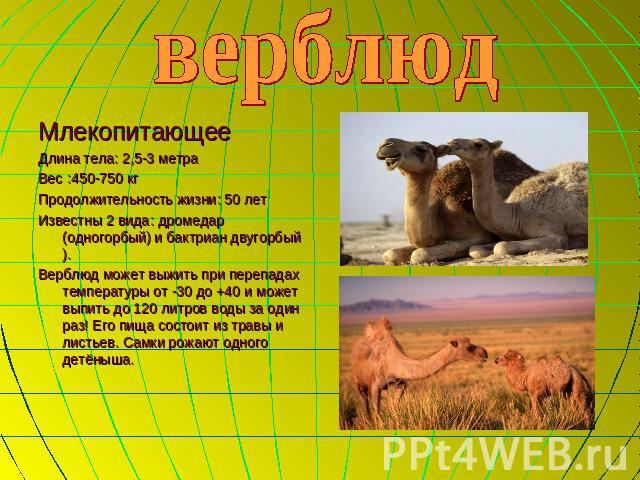 верблюд МлекопитающееДлина тела: 2,5-3 метраВес :450-750 кгПродолжительность жизни: 50 летИзвестны 2 вида: дромедар (одногорбый) и бактриан двугорбый).Верблюд может выжить при перепадах температуры от -30 до +40 и может выпить до 120 литров воды за …