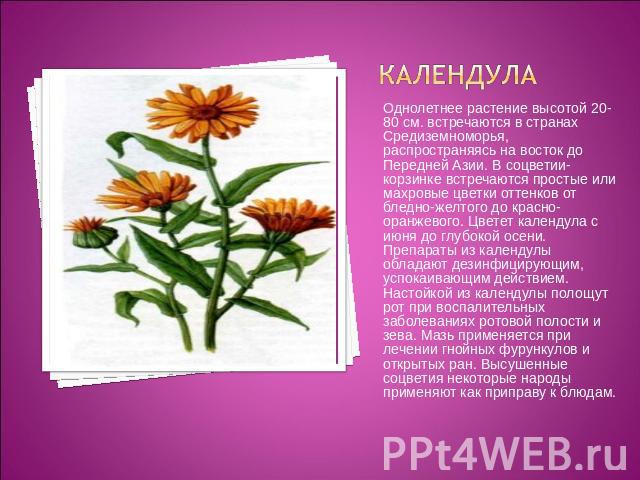 календула Однолетнее растение высотой 20-80 см. встречаются в странах Средиземноморья, распространяясь на восток до Передней Азии. В соцветии-корзинке встречаются простые или махровые цветки оттенков от бледно-желтого до красно-оранжевого. Цветет ка…