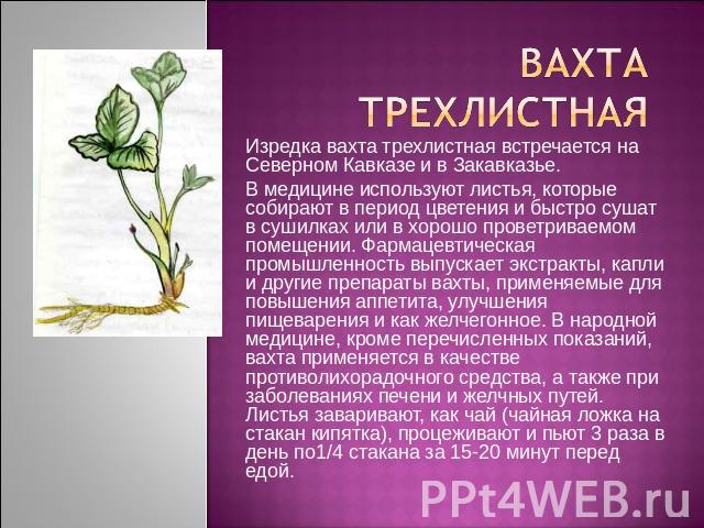 Вахта трехлистная Изредка вахта трехлистная встречается на Северном Кавказе и в Закавказье.В медицине используют листья, которые собирают в период цветения и быстро сушат в сушилках или в хорошо проветриваемом помещении. Фармацевтическая промышленно…