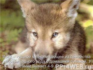 Волк – хищное млекопитающее из семейства псовых, одного рода с домашней собакой.