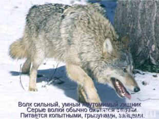 Волк сильный, умный неутомимый хищник Серые волки обычно охотятся стаями. Питает