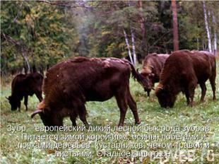 Зубр – европейский дикий лесной бык рода зубров. Питается зимой корой ивы, осины