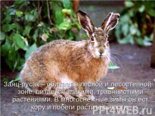 Заяц-русак – обитает в лесной и лесостепной зоне, питается злаками, травянистыми