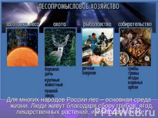 Для многих народов России лес – основная среда жизни. Люди живут благодаря сбору