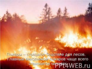 Пожары – страшное бедствие для лесов. Главным виновником пожаров чаще всего стан