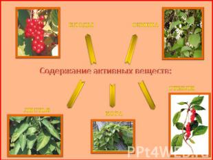 Плоды Семена Содержание активных веществ: Листья Кора Стебли