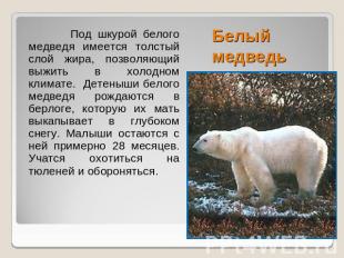 Белый медведь Под шкурой белого медведя имеется толстый слой жира, позволяющий в
