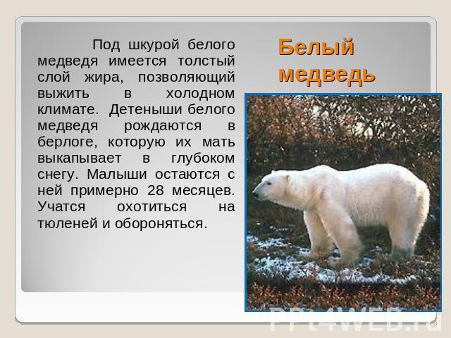 Белый медведь Под шкурой белого медведя имеется толстый слой жира, позволяющий выжить в холодном климате. Детеныши белого медведя рождаются в берлоге, которую их мать выкапывает в глубоком снегу. Малыши остаются с ней примерно 28 месяцев. Учатся охо…