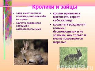 Кролики и зайцы кролик привязан к местности, строит себе жилищекрольчата рождают