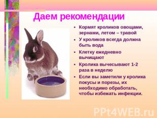 Даем рекомендации Кормят кроликов овощами, зернами, летом – травойУ кроликов все