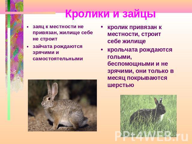Кролики и зайцы кролик привязан к местности, строит себе жилищекрольчата рождаются голыми, беспомощными и не зрячими, они только в месяц покрываются шерстью