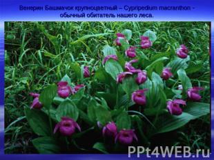 Венерин Башмачок крупноцветный – Cypripedium macranthon - обычный обитатель наше