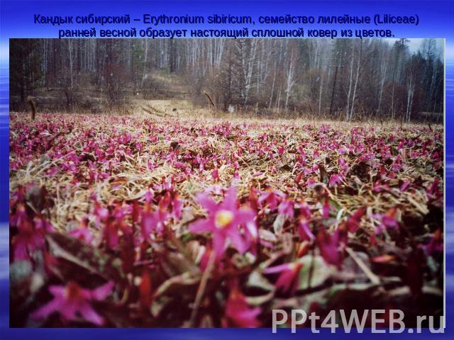 Кандык сибирский – Erythronium sibiricum, семейство лилейные (Liliceae) ранней весной образует настоящий сплошной ковер из цветов.