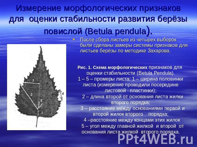 Измерение морфологических признаков для оценки стабильности развития берёзы повислой (Betula pendula). После сбора листьев из четырех выборок были сделаны замеры системы признаков для листьев берёзы по методике Захарова. Рис. 1. Схема морфологически…